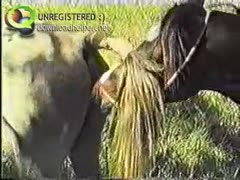 Amazing video footage of horses having sex that was taken by a man who works on a ranch